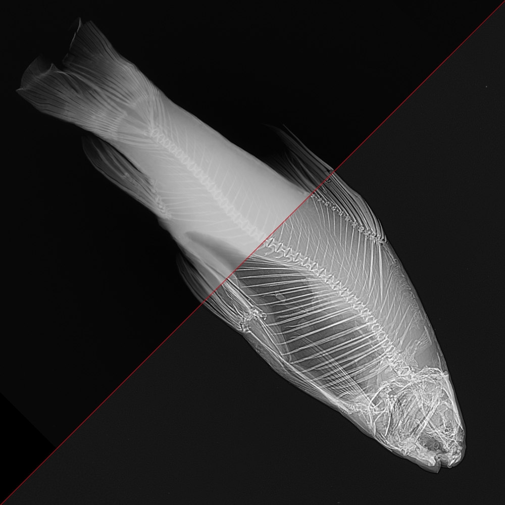 Ancient fish x-rayed